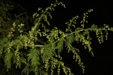 Artemisia annua RCP10-2015 (41).JPG